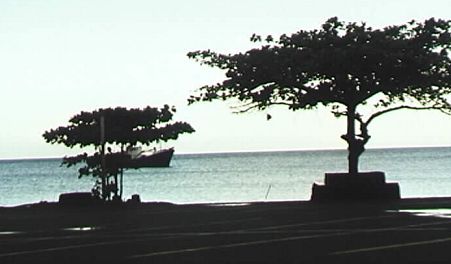 Bus stop and mango trees