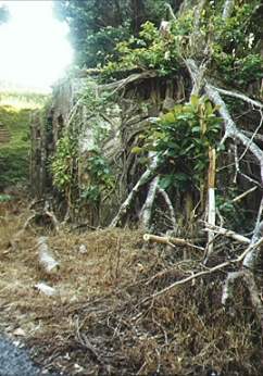 Suspected sugar mill ruin